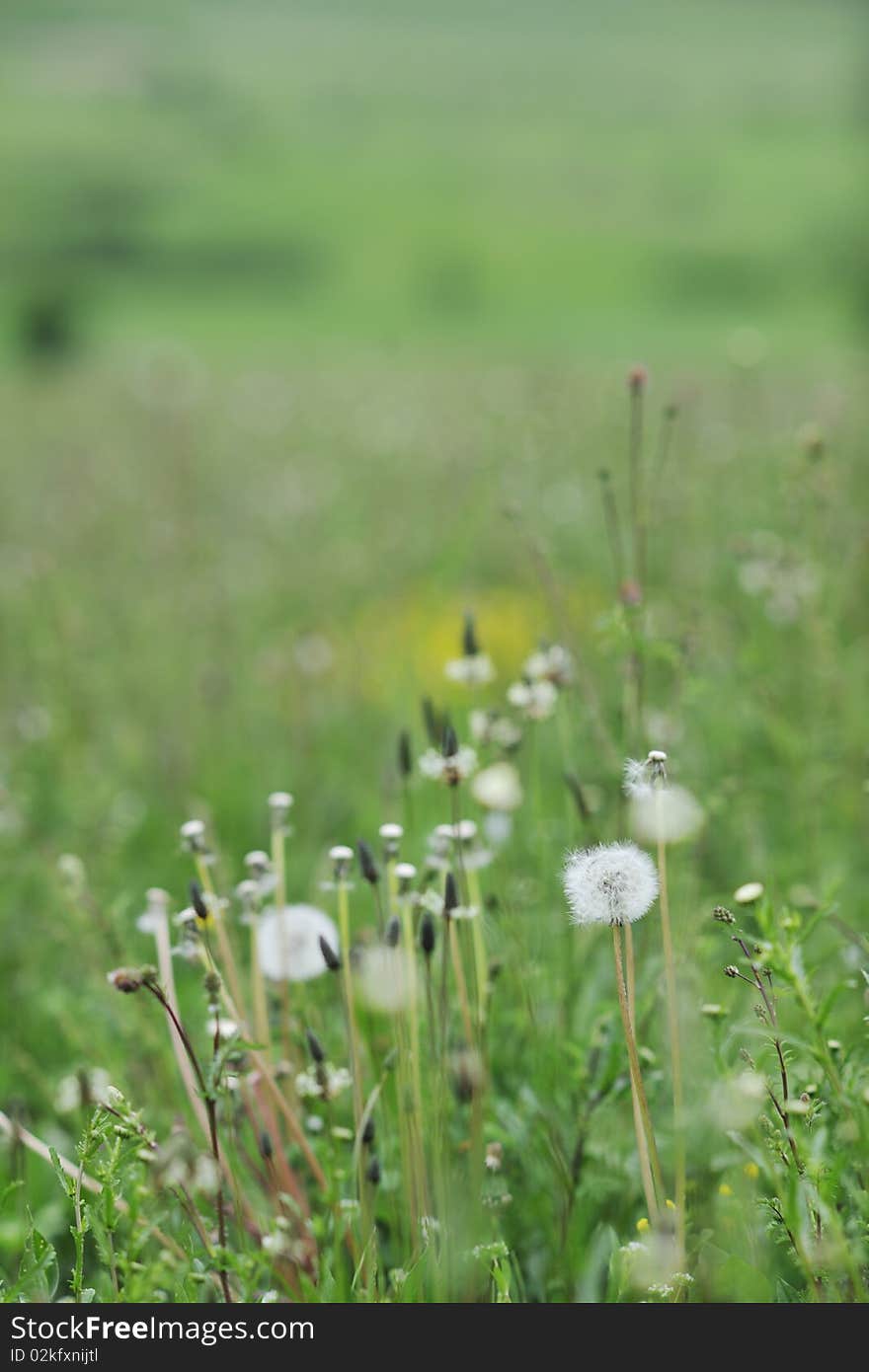 Green grass