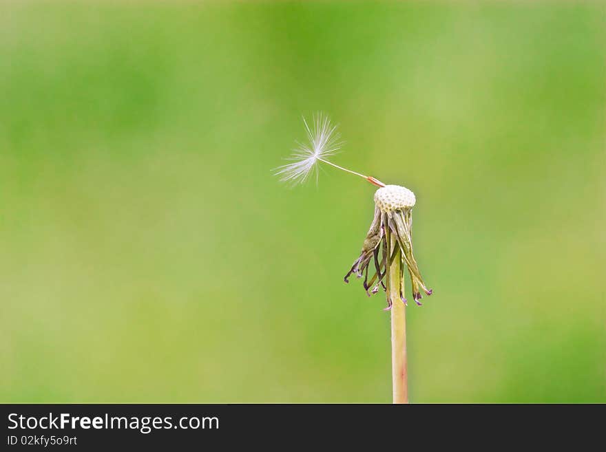 Dandelion