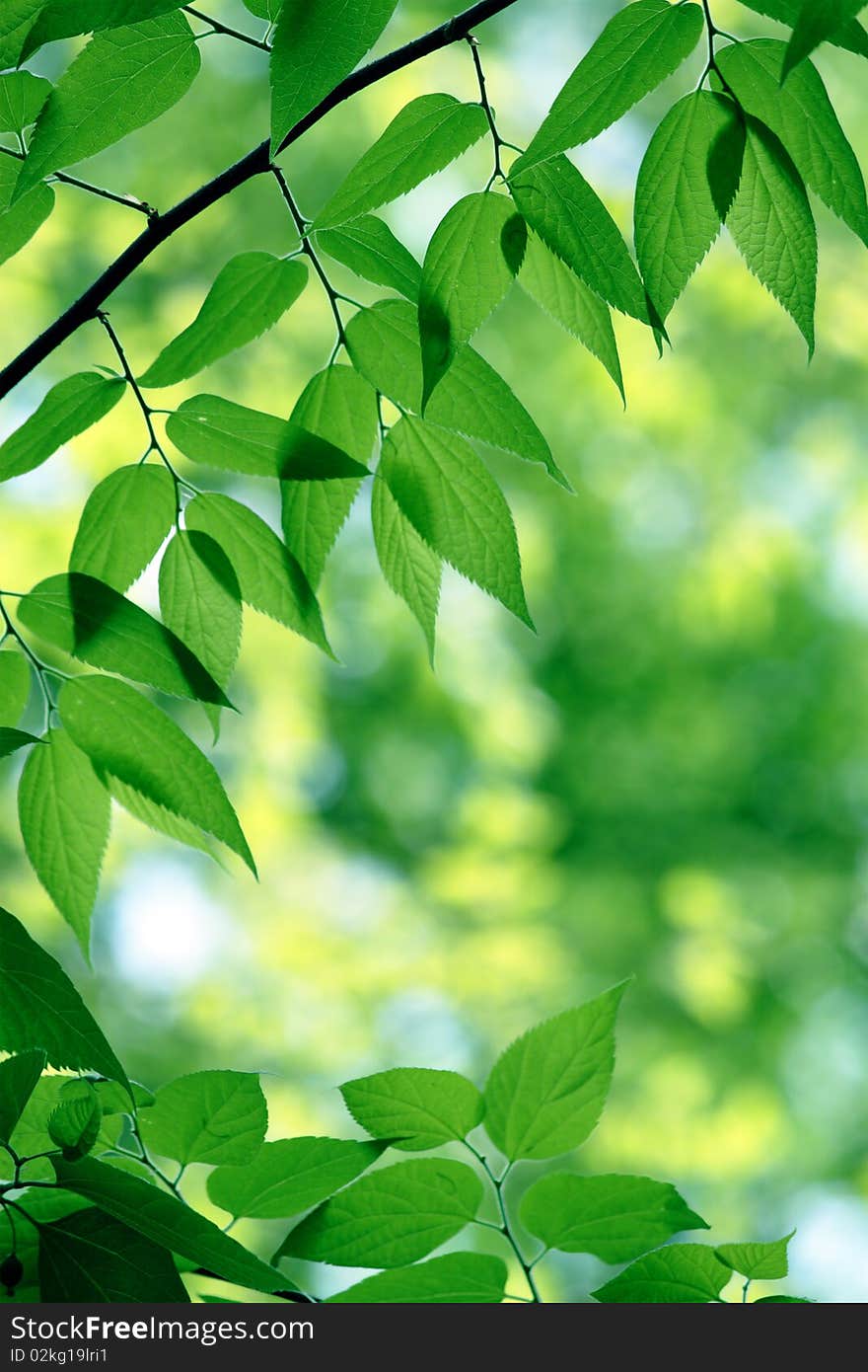 Green leaves in city park in the spring afternoon