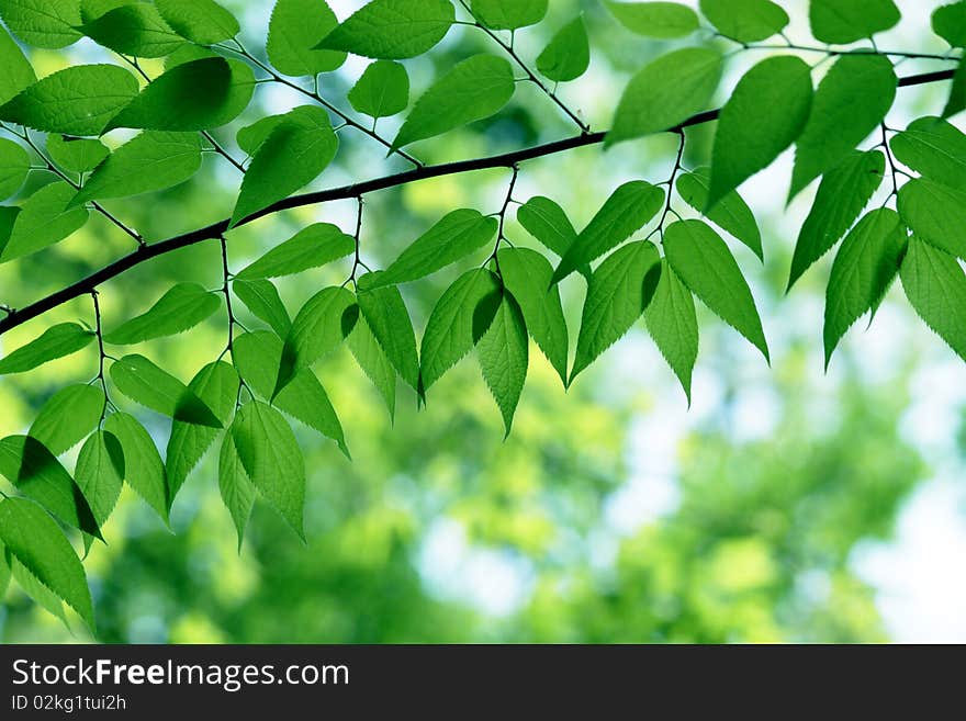 Green leaves in city park in the spring afternoon