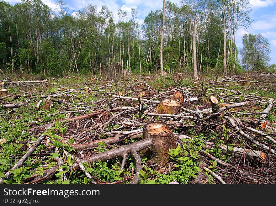 Stump and bough in wood. Stump and bough in wood