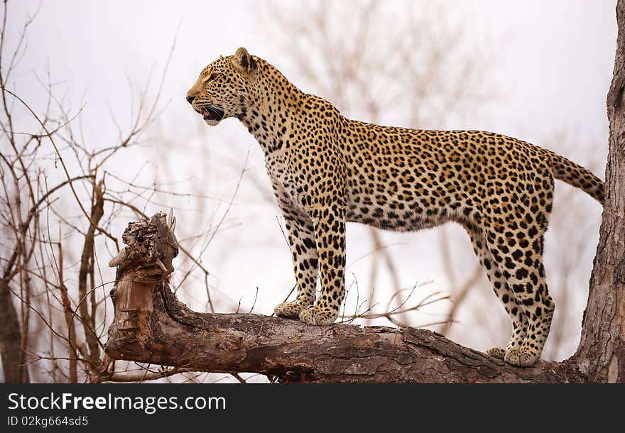 Leopard standing on the tree