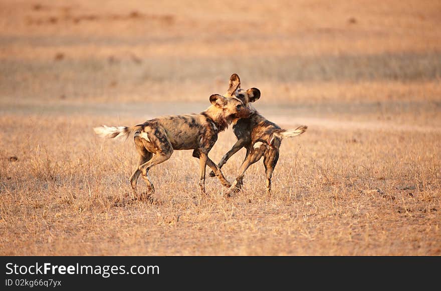 Two African Wild Dogs (Lycaon pictus), highly endangered species of Africa, playing in savannah