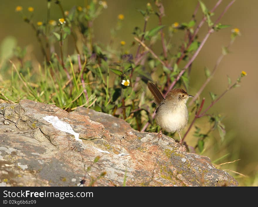 Small brown bird sitting on a rock in nature reserve in South Africa. Small brown bird sitting on a rock in nature reserve in South Africa