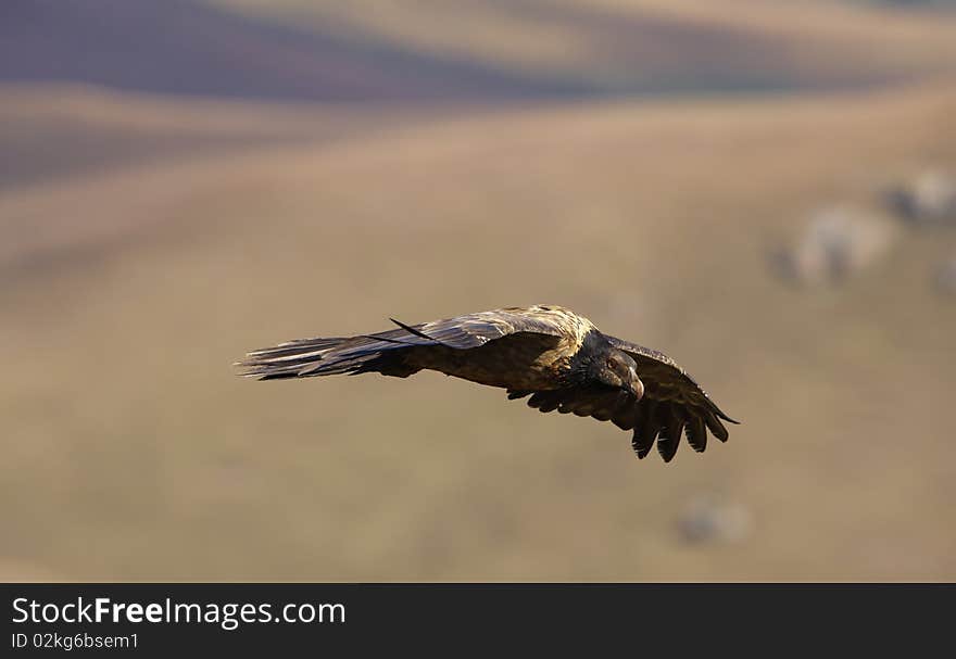 Juvenile Lammergeyer or Bearded Vulture (Gypaetus barbatus) in flight looking for prey in South Africa