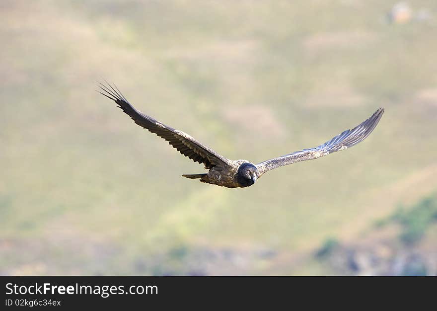 Juvenile Lammergeyer or Bearded Vulture (Gypaetus barbatus) in flight looking for prey in South Africa