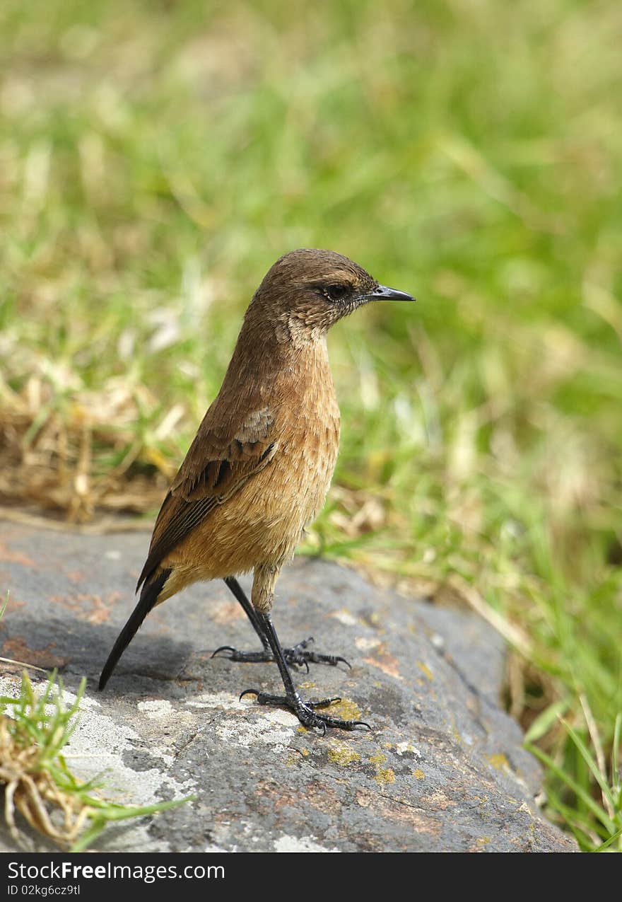 Small brown bird sitting on a rock in nature reserve in South Africa. Small brown bird sitting on a rock in nature reserve in South Africa