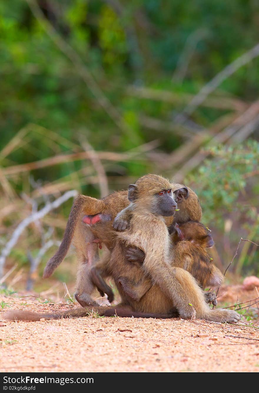 Chacma baboons (Papio cynocephalus) on the road in South Africa. Chacma baboons (Papio cynocephalus) on the road in South Africa