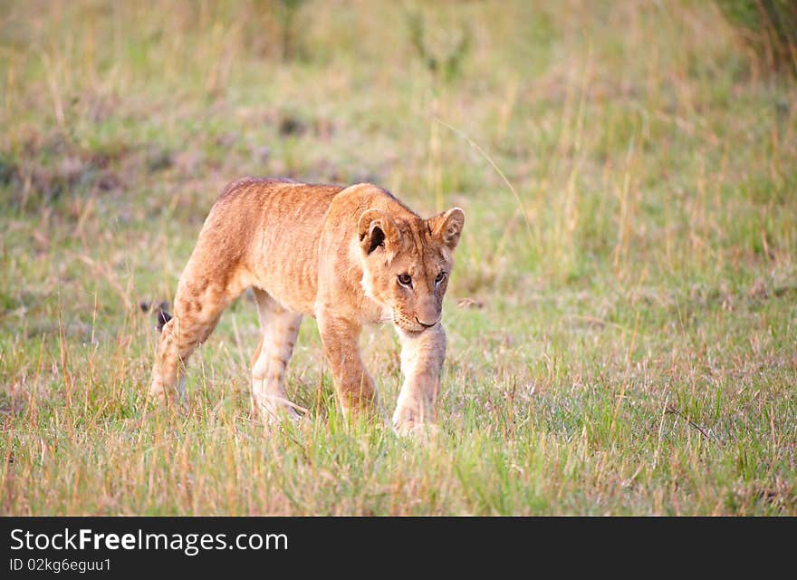 Lion (panthera leo) cub walking in savannah in South Africa. Lion (panthera leo) cub walking in savannah in South Africa