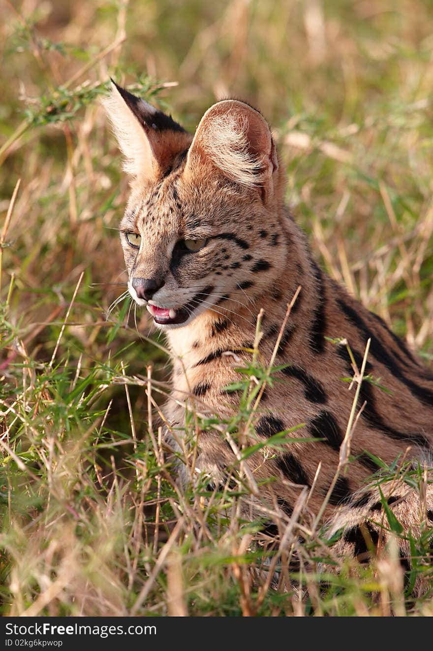 African Serval (Leptailurus serval), medium-sized African wild cat, sitting in savannah in South Africa