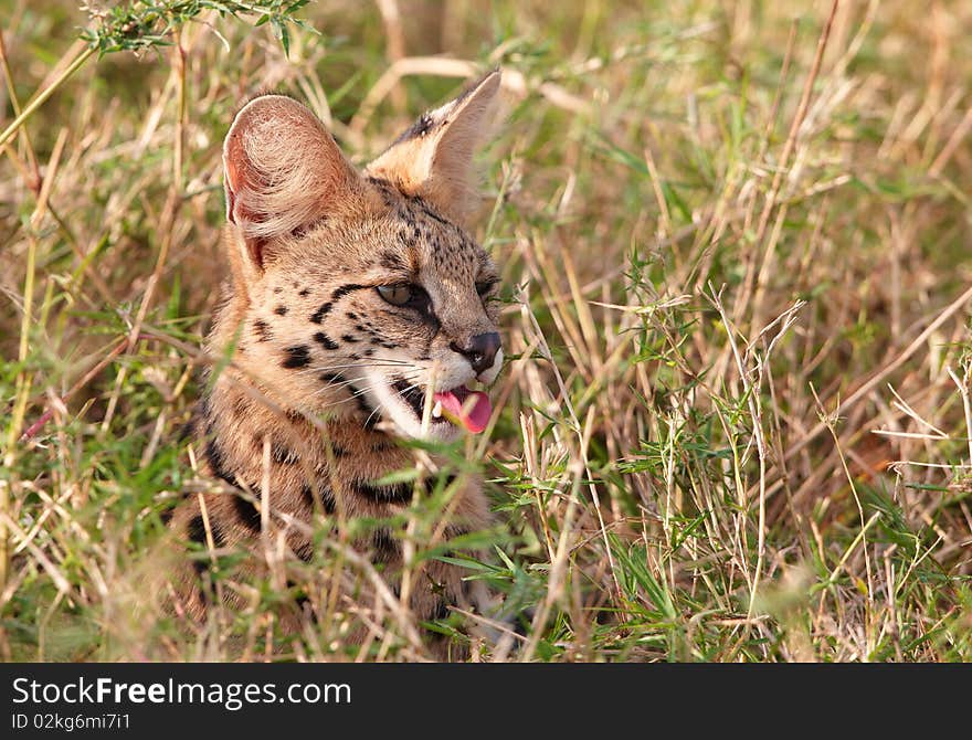 African Serval (Leptailurus serval), medium-sized African wild cat, sitting in savannah in South Africa