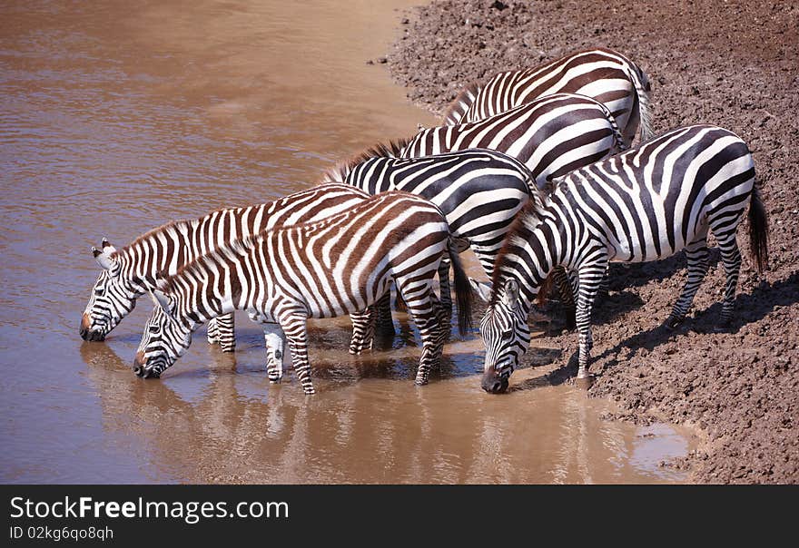 Herd of zebras (African Equids) drinking water from the river in nature reserve in South Africa