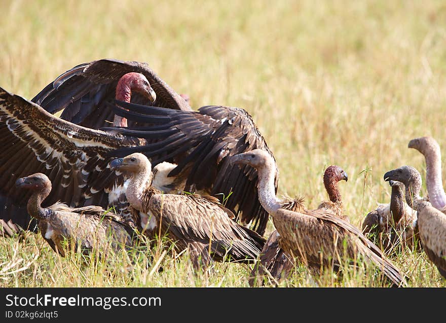 The Cape Griffon or Cape Vultures