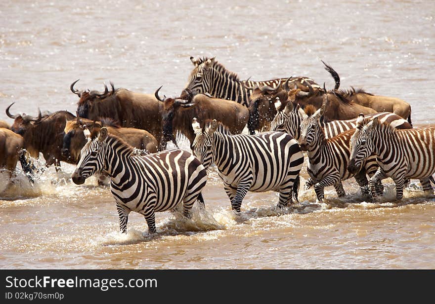 Herd of zebras (African Equids) and Blue Wildebeest (Connochaetes taurinus) crossing the river in nature reserve in South Africa