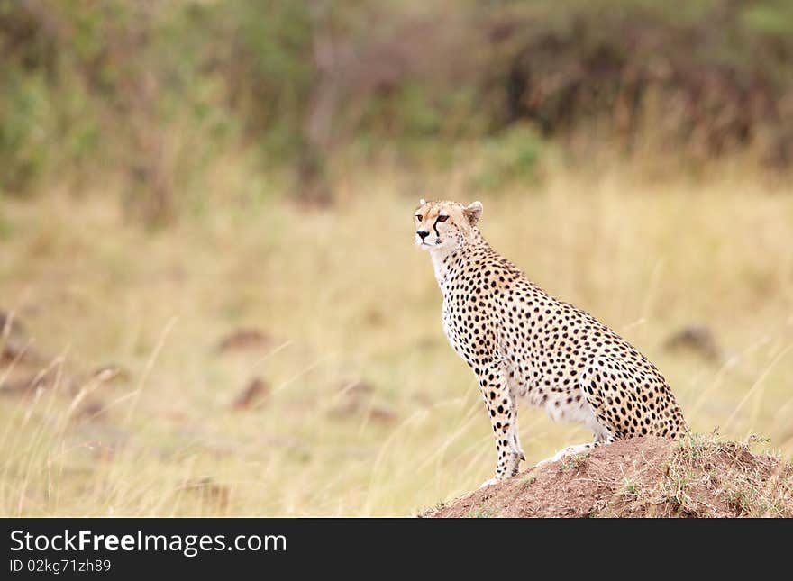 Cheetah (Acinonyx jubatus) sitting in savannah