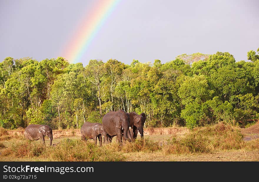 Large herd of Bush Elephants (Loxodonta africana) walking in savanna under a rainbow in the nature reserve in South Africa