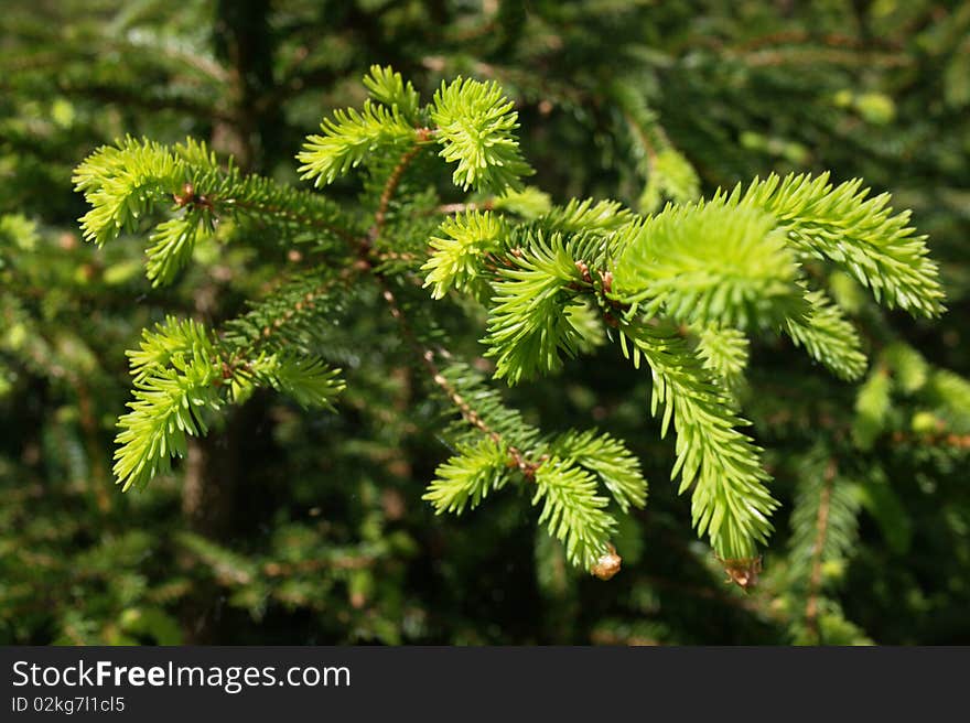 Evergreen branches and  pins