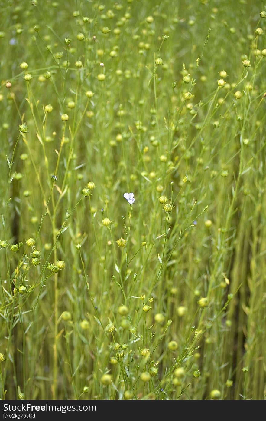 Flax background