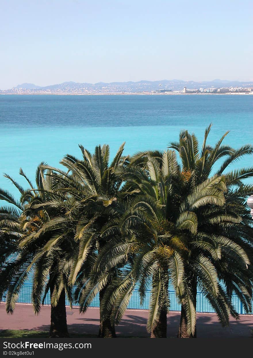 Palms on promenade, Nice