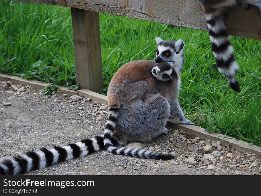 Lemur With Baby