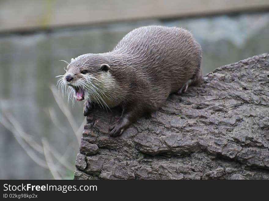 Otter On Log