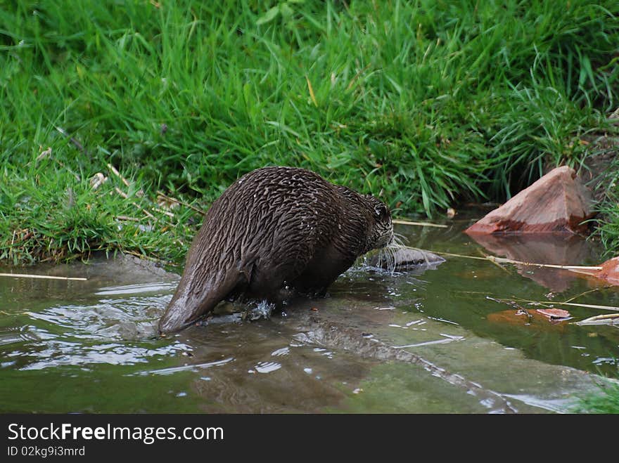 Otter Leaving Pond