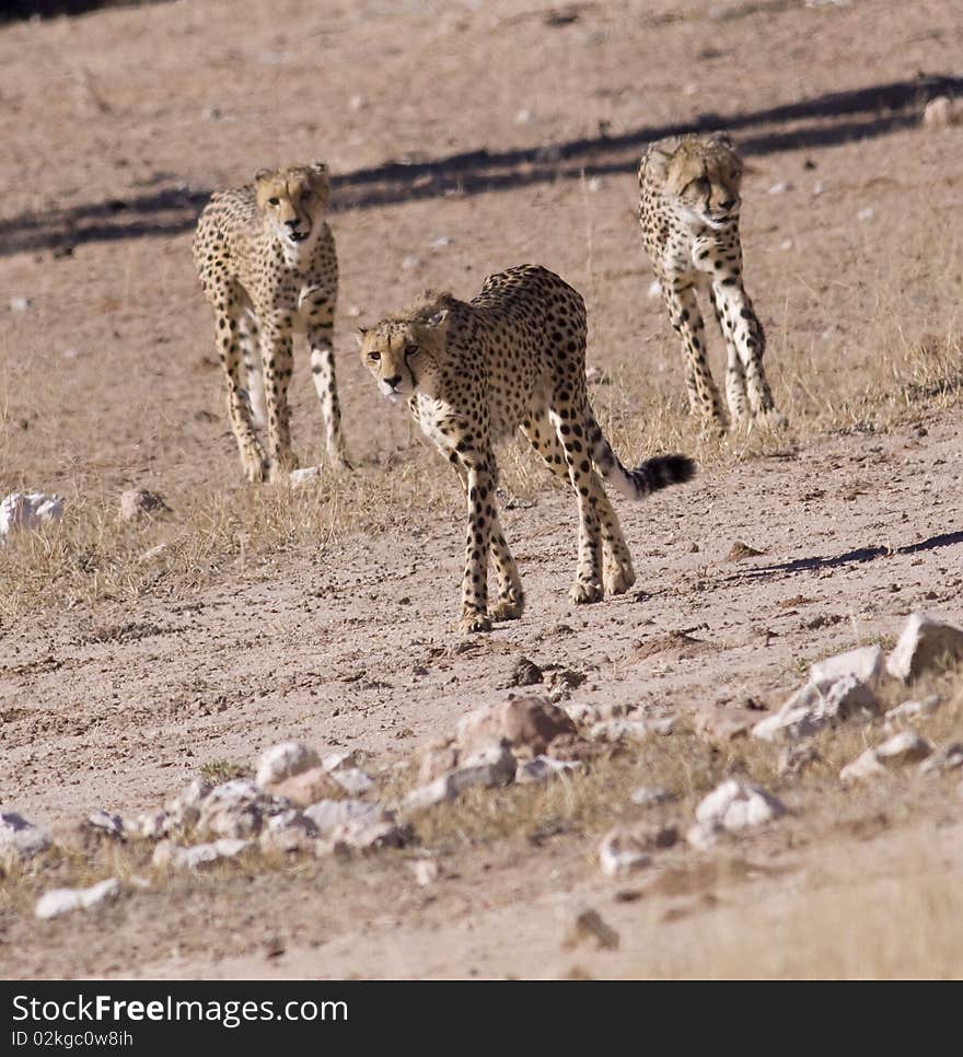 Three cheetahs on their way to a water hole in the Kgalagadi Transfrontier Park