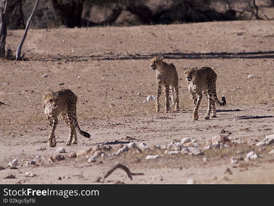 Three cheetahs on their way to a water hole in the Kgalagadi Transfrontier Park