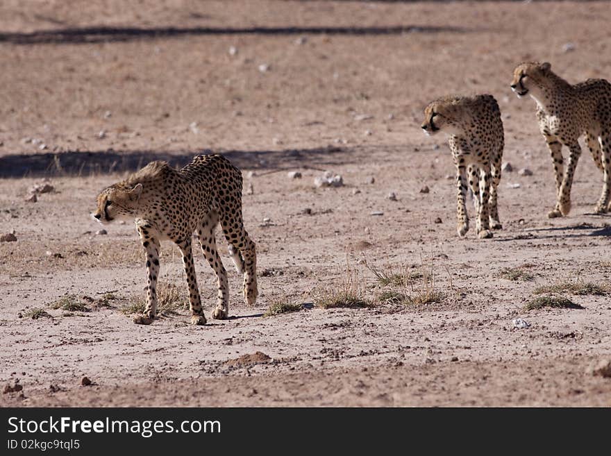 Three cheetahs on their way to a water hole in the Kgalagadi Transfrontier Park