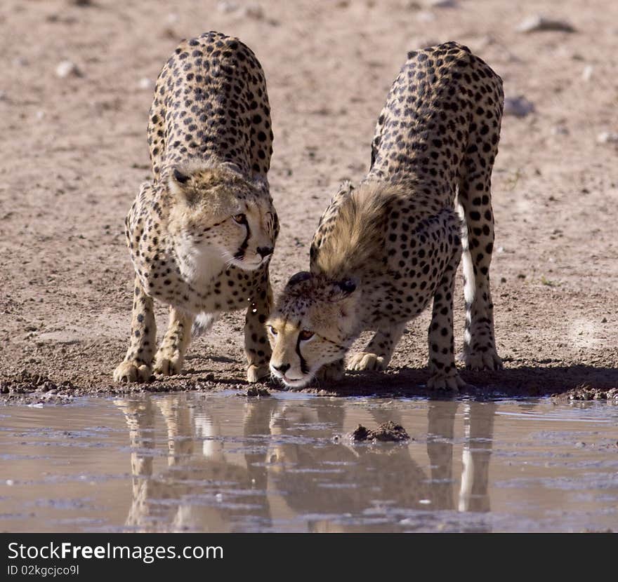 Two Cheetahs drinking water next to each other at a waterhole