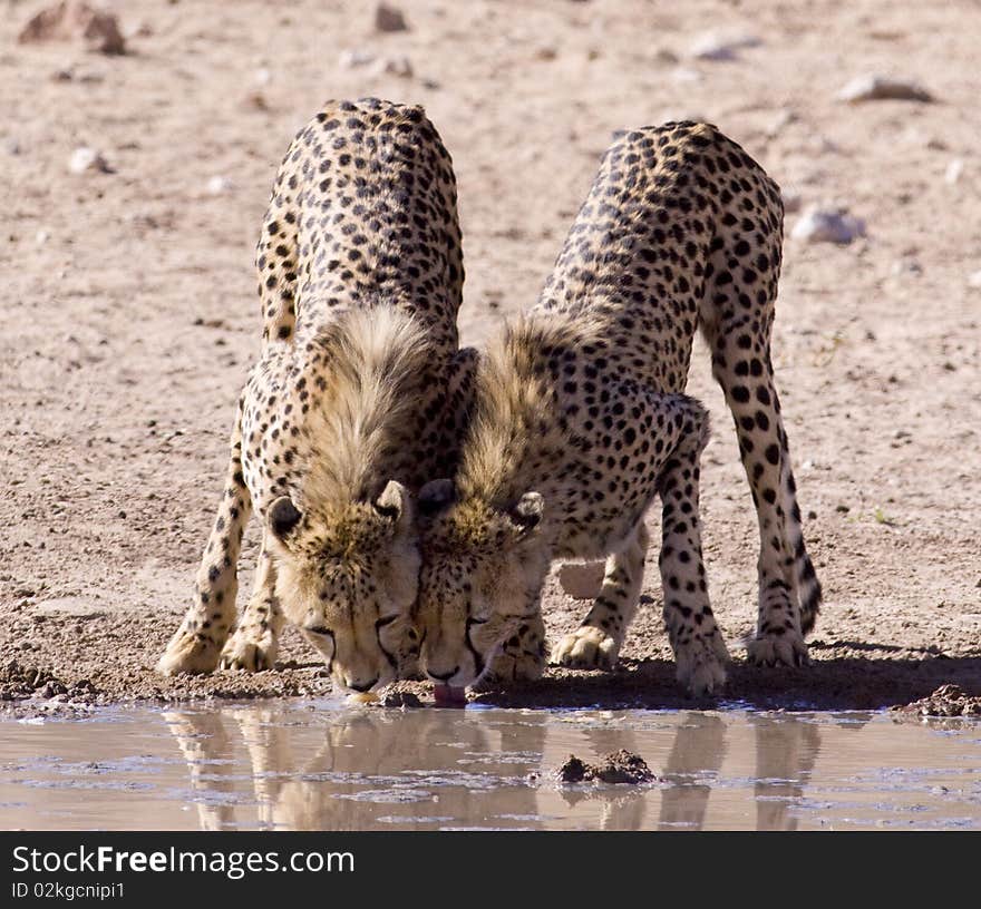 Two Cheetahs drinking water next to each other