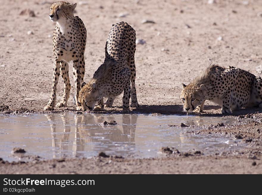 Three Cheetahs drinking water next to each other at a waterhole