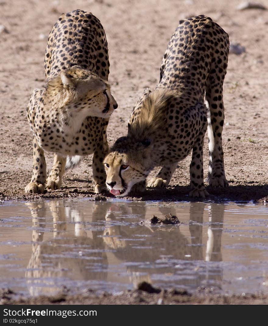 Two Cheetahs drinking water next to each other at a waterhole