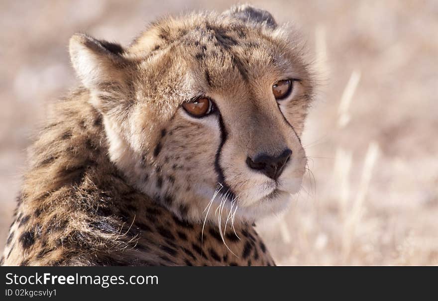 Portrait of a cheetah looking at camera