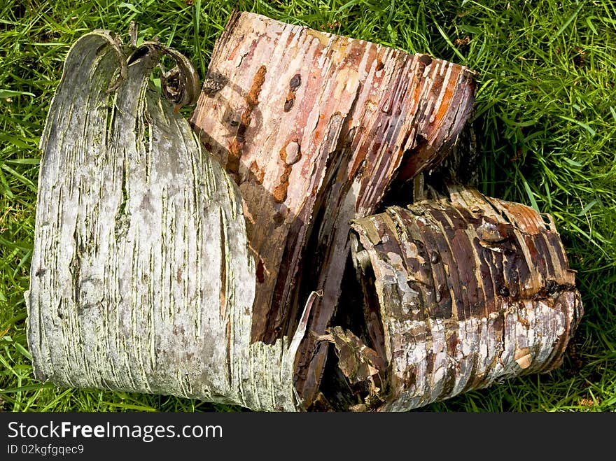 Bark fallen from a tree