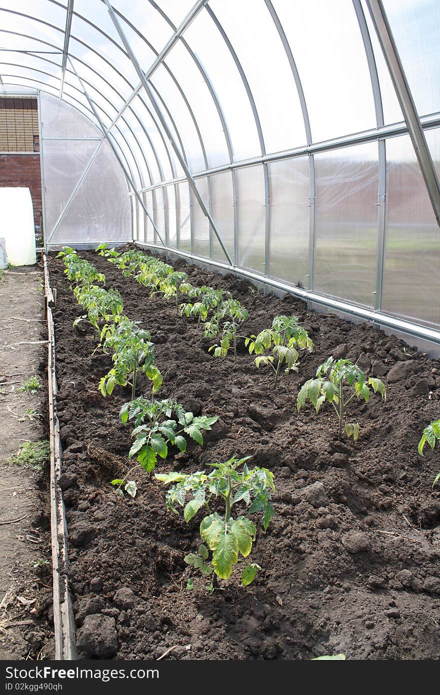 Sprouts In A Hothouse