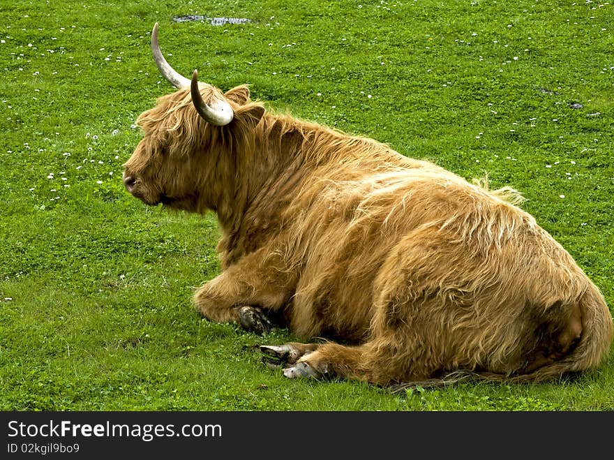 Highland cattle