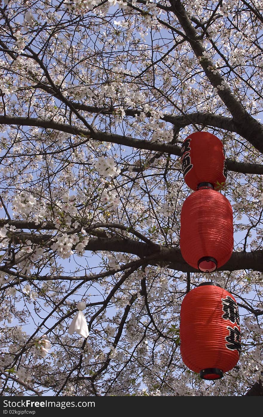 Natural beauty of cherry blossoms Photo. Natural beauty of cherry blossoms Photo