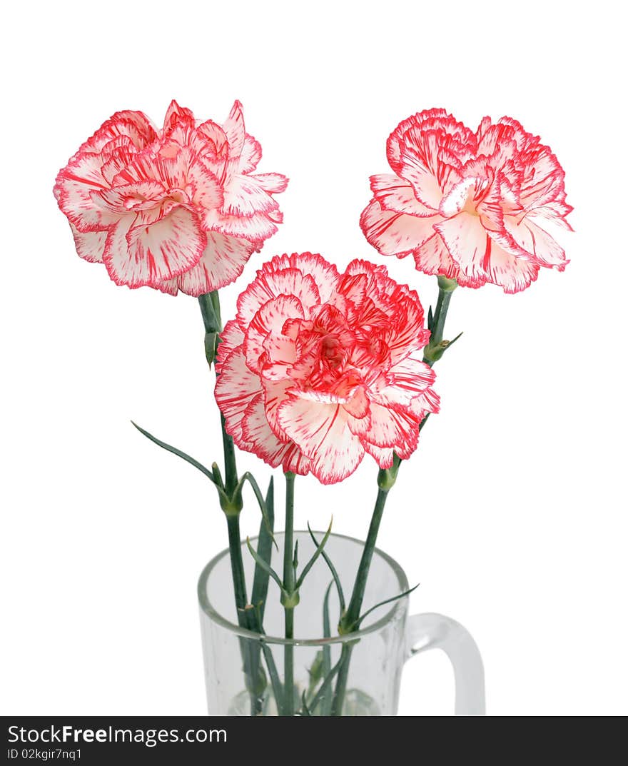 Bouquet of three carnations isolated on white