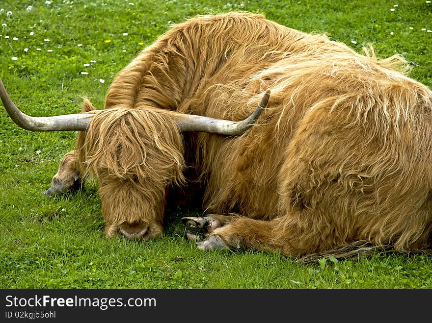 Highland cow lying on a meadow. Highland cow lying on a meadow