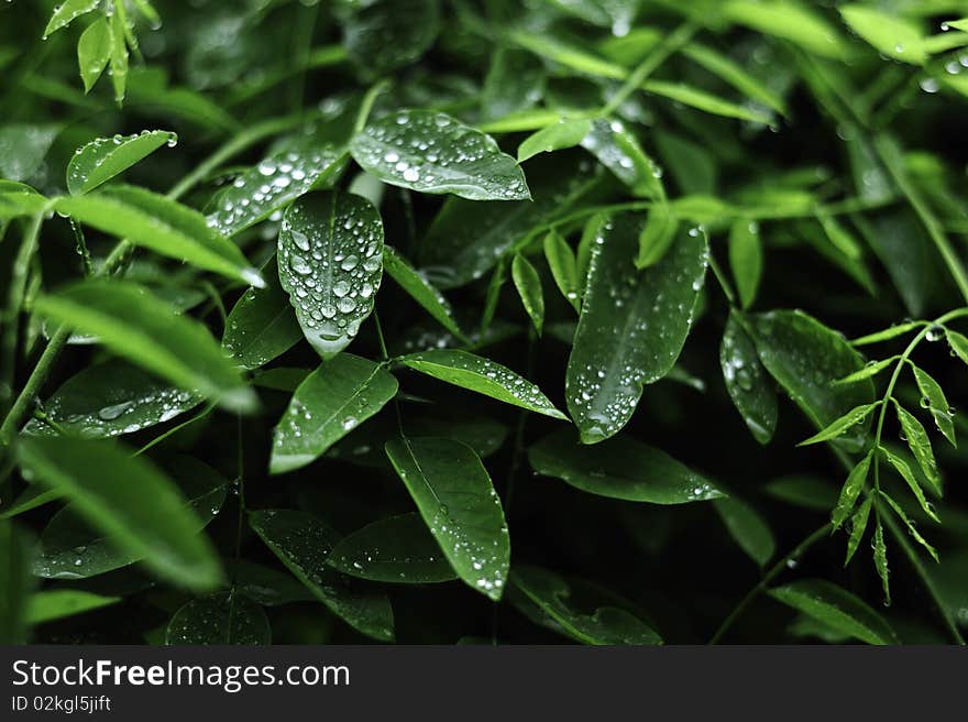 Spring Leaves with Raindrops