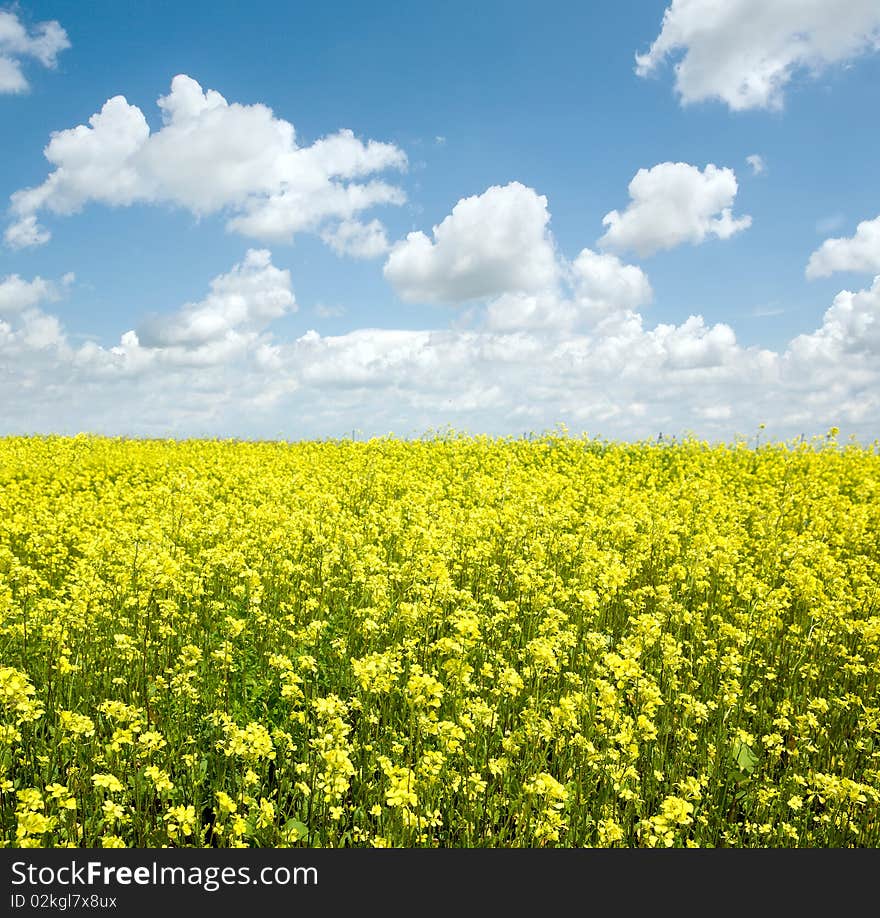 Yellow fields