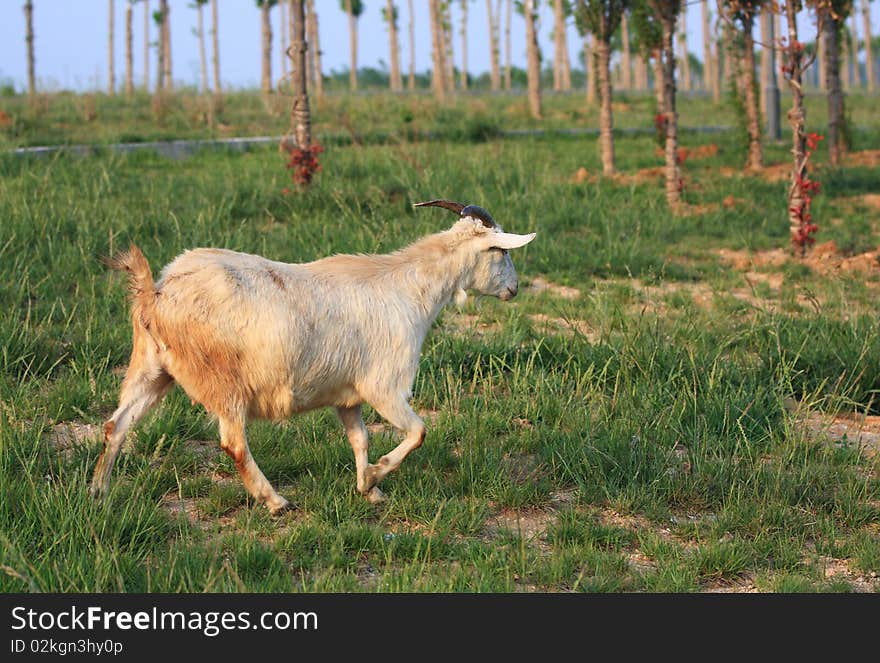 A goat is walking on the meadow.