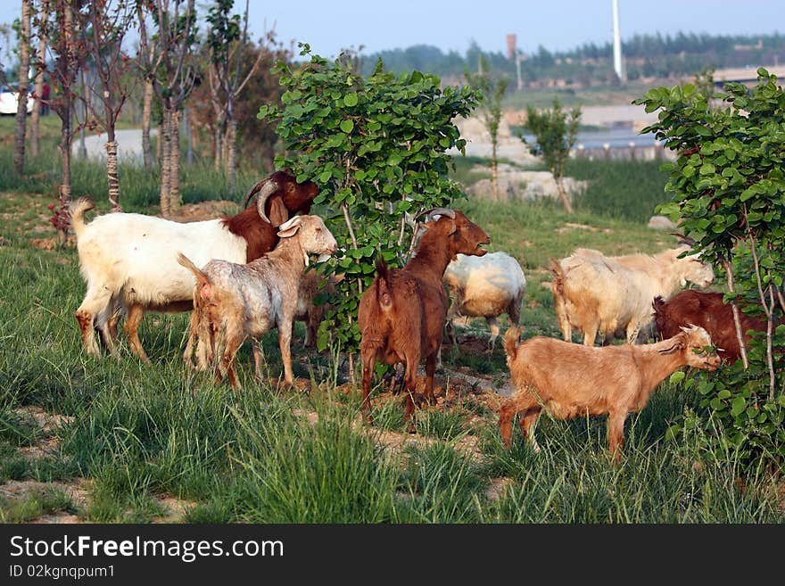 A group of goats on the meadow.