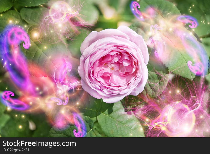 Flowering rose and magic sparks