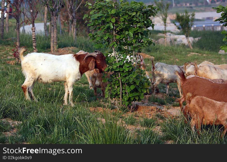 A group of goats on the meadow.