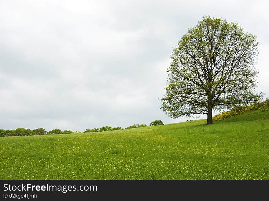 Softly green meadows and flourishing tree in spring