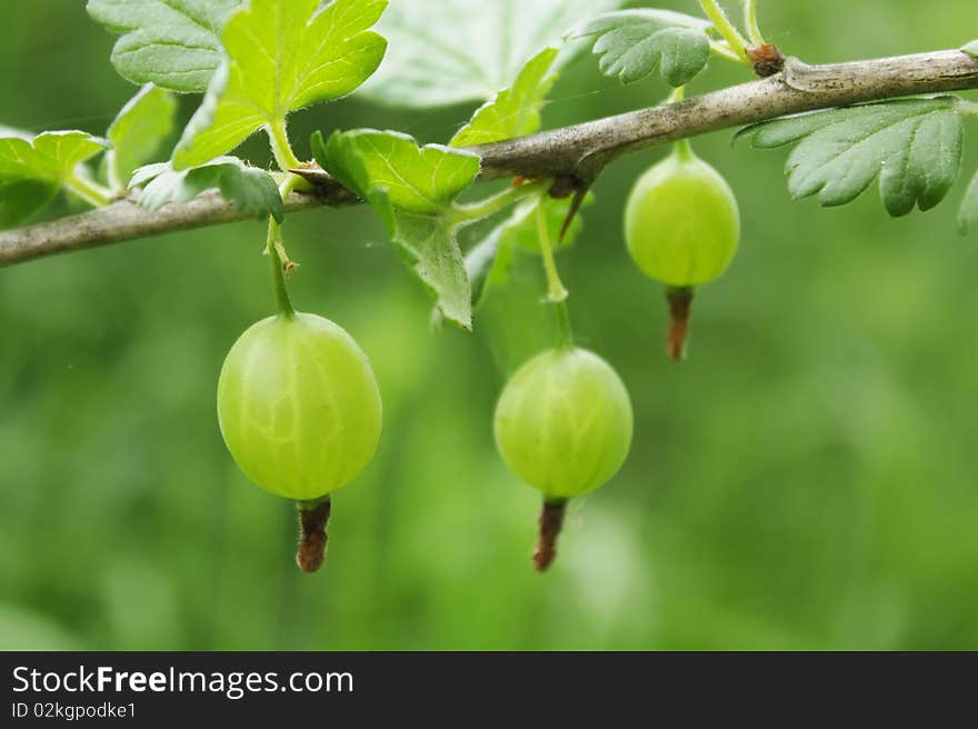 A Branch Of Gooseberries With Berries