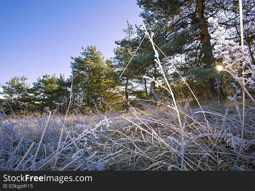 Grass and plants are covered in rime after a freezing night , italian mountains. Grass and plants are covered in rime after a freezing night , italian mountains