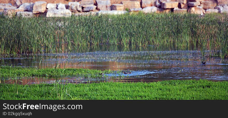 The pond in summer